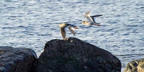 Juvenile Redshanks flying over Thurso Bay