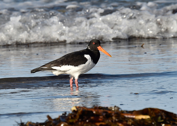 Beach Birds - Thurso Beach