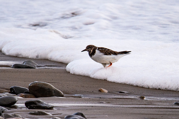 Turnstone at Thurso Beach