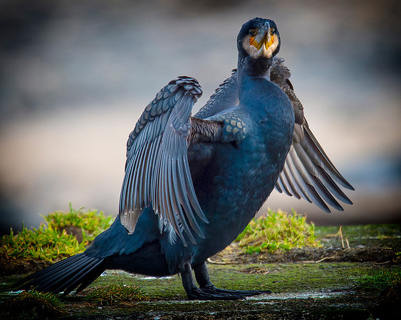 Sea Birds - Cormorant