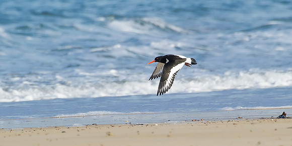 Oystercatcher in flight on Sandside Beach