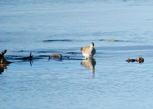 Juvenile Redshank wading in Thurso Bay