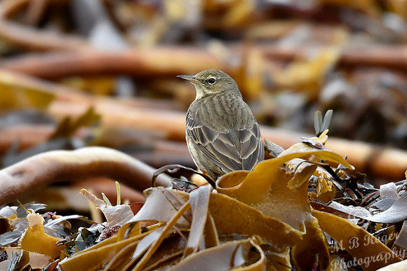 Beach Birds - Thurso Beach