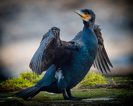 Sea Birds - Cormorant