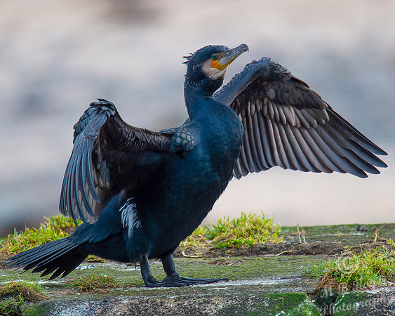 Sea Birds - Cormorant