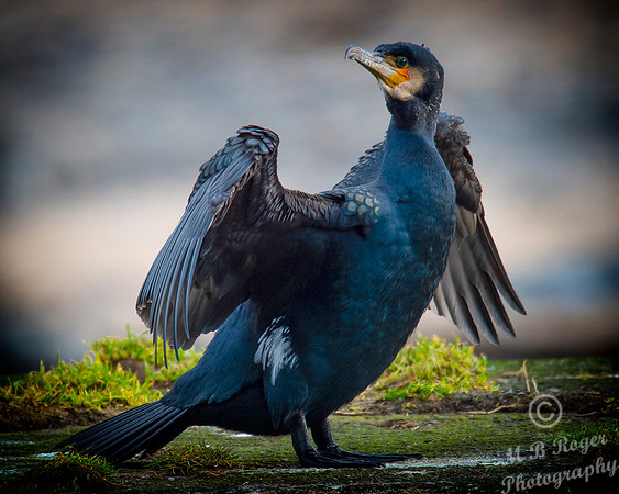 Sea Birds - Cormorant