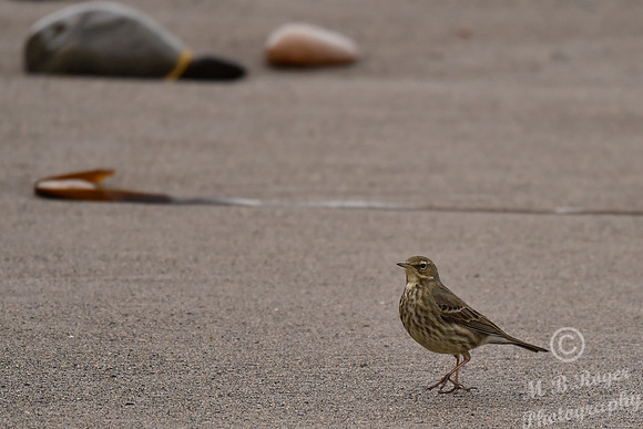 Beach Birds - Thurso Beach