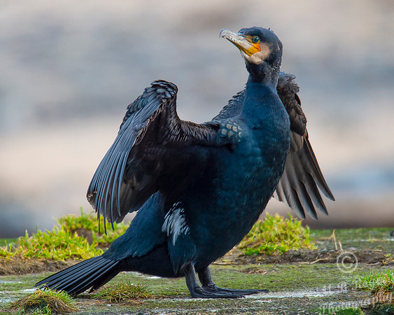 Sea Birds - Cormorant