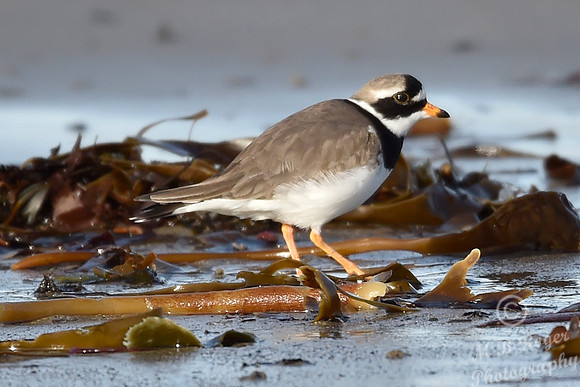Beach Birds - Thurso Beach