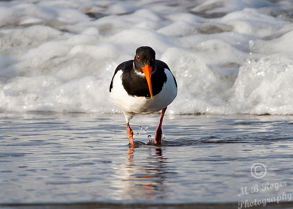 Beach Birds - Thurso Beach