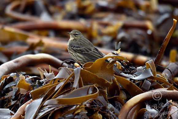 Beach Birds - Thurso Beach