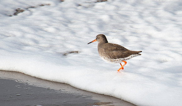 Redshank at Thurso Beach