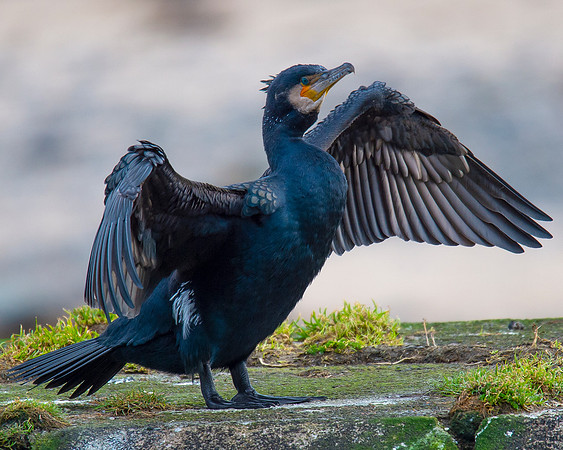Sea Birds - Cormorant