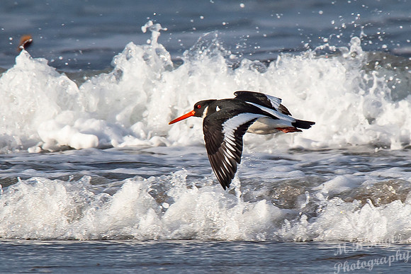 Beach Birds - Thurso Beach