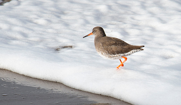 Redshank at Thurso Beach
