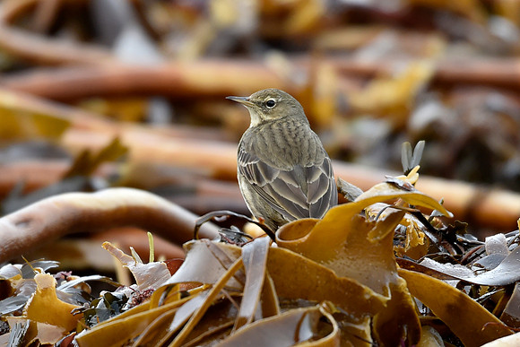 Beach Birds - Thurso Beach