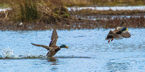 Squabbling Mallards