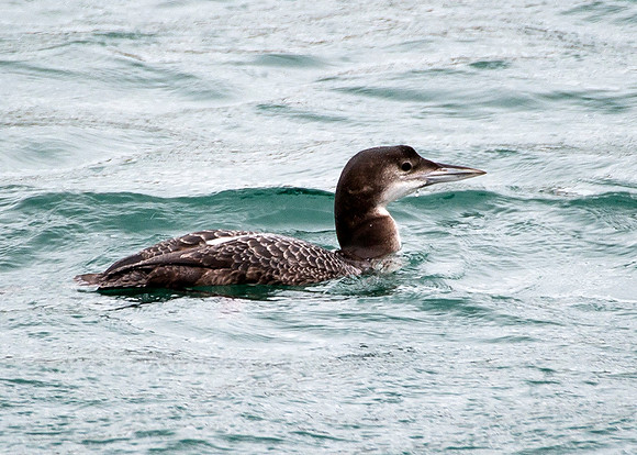 Great Northern Diver