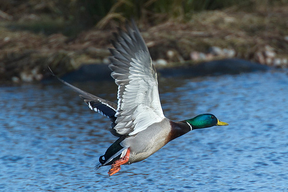 Mallard in flight