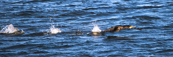 Cormorant taking off