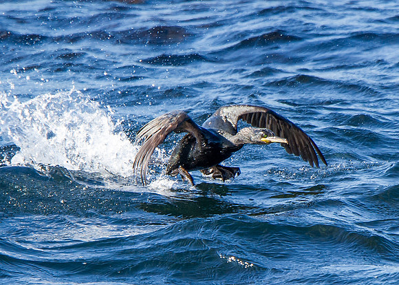 Pentland Venture Wildlife Cruise around Stroma 27/08/2014