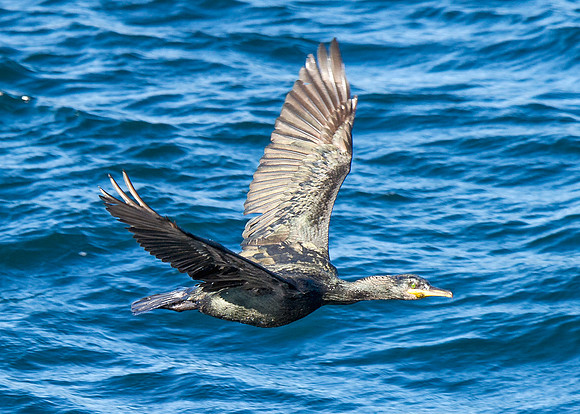 Pentland Venture Wildlife Cruise around Stroma 27/08/2014