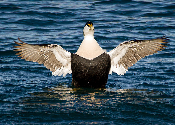 Eider Duck