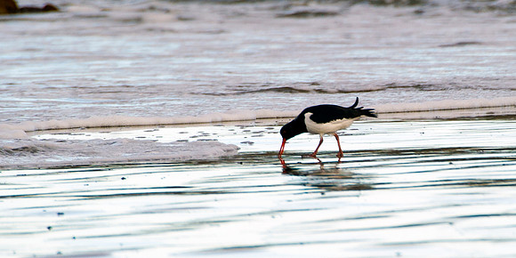 Oysercatcher on Thurso Beach