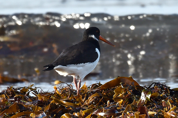 Beach Birds - Thurso Beach