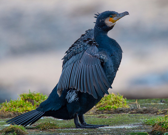 Sea Birds - Cormorant