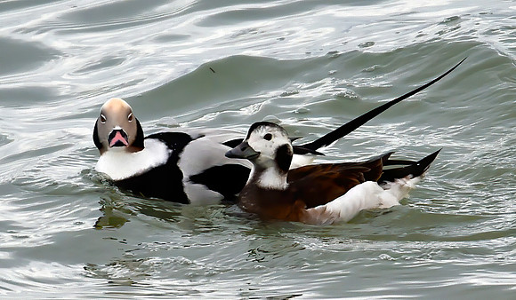 Male and Female Long Tail Duck