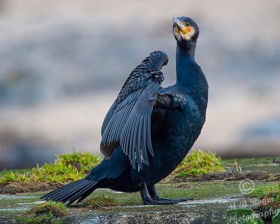 Sea Birds - Cormorant