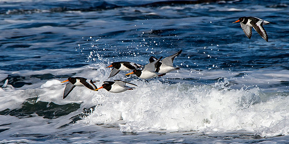Oystercatchers flying over Thurso Harbour