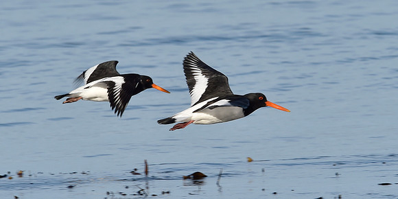 Beach Birds - Thurso Beach