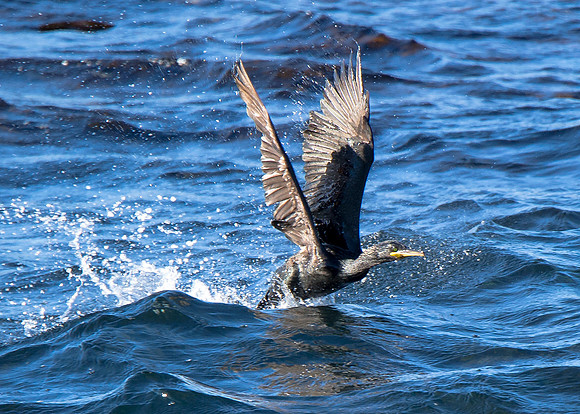Pentland Venture Wildlife Cruise around Stroma 27/08/2014