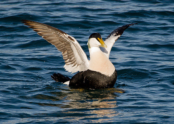 Eider Duck