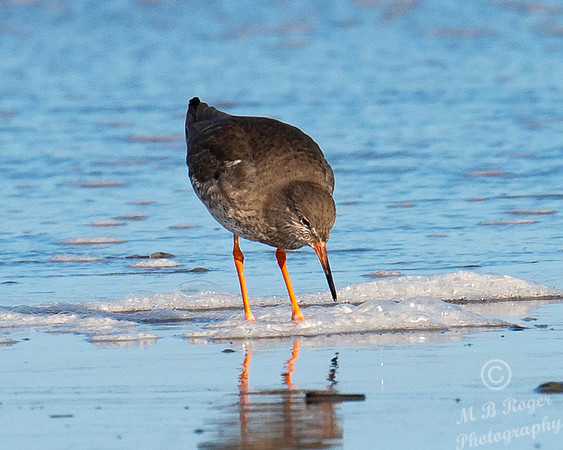 Beach Birds - Thurso Beach
