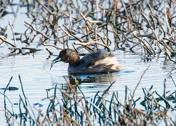Little Grebe feeding on fish - St John's Loch