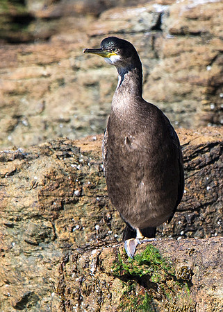 Pentland Venture Wildlife Cruise around Stroma 27/08/2014