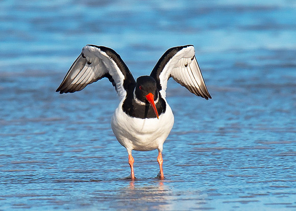 Beach Birds - Thurso Beach