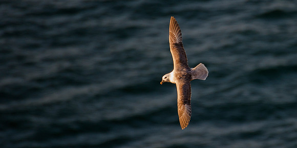 Fulmar at Dunnet Head