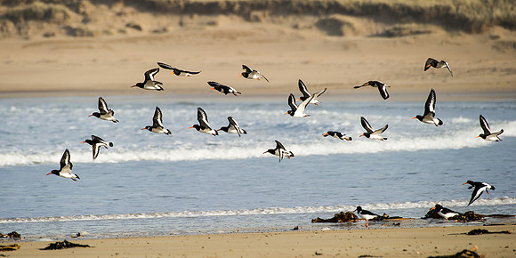 Oystercatchers on Sandside Beach