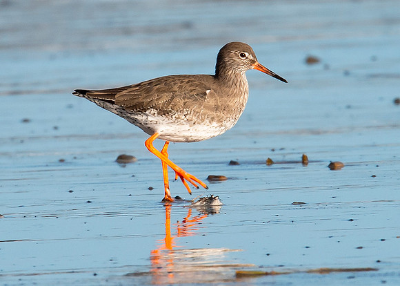 Beach Birds - Thurso Beach