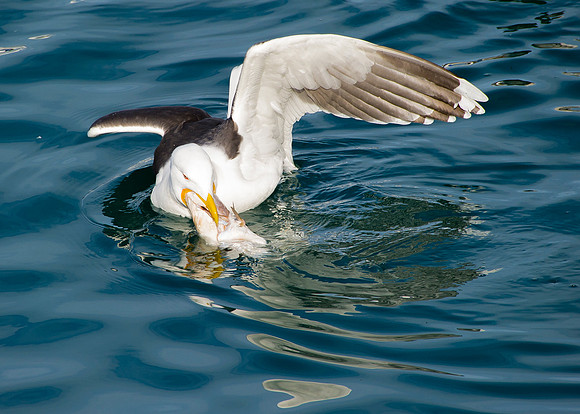 Lesser Black Backed Gull feeding at Scrabster Harbour