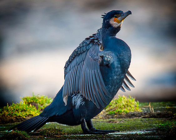 Sea Birds - Cormorant
