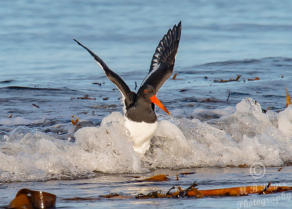 Beach Birds - Thurso Beach