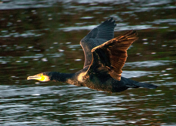 Diver flying up Thurso River