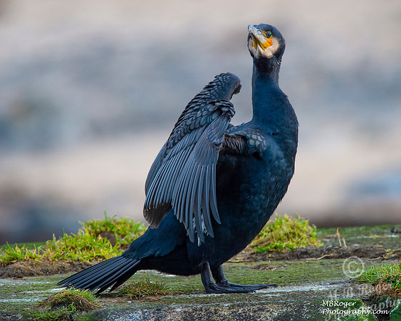 Sea Birds - Cormorant