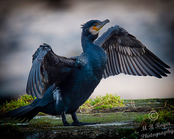 Sea Birds - Cormorant