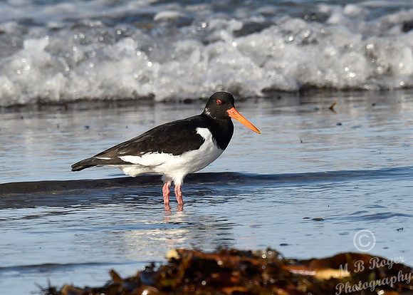 Beach Birds - Thurso Beach